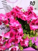 Pembe Ceylangözü Sardunya (PELARGONİUM DOMESTİCUM) - Renkli Süs Bitkisi - 2