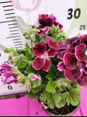 Bordo Ceylangözü Sardunya (PELARGONİUM DOMESTİCUM) - Renkli Süs Bitkisi - 3