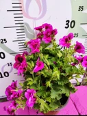 Mor Alacalı Ceylangözü Sardunya (PELARGONİUM DOMESTİCUM) - Renkli Süs Bitkisi - 3