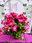 Pembe Ceylangözü Sardunya (PELARGONİUM DOMESTİCUM) - Renkli Süs Bitkisi - 1