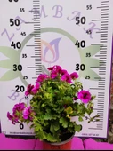 Mor Alacalı Ceylangözü Sardunya (PELARGONİUM DOMESTİCUM) - Renkli Süs Bitkisi - 4