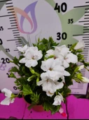 Beyaz  Ceylangözü Sardunya (PELARGONİUM DOMESTİCUM) - Renkli Süs Bitkisi - 3