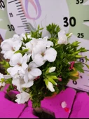 Beyaz  Ceylangözü Sardunya (PELARGONİUM DOMESTİCUM) - Renkli Süs Bitkisi - 1
