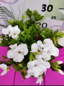 Beyaz  Ceylangözü Sardunya (PELARGONİUM DOMESTİCUM) - Renkli Süs Bitkisi - 2
