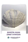 Deniz Kabuğu Modern Vazo - 3