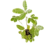 Küstüm Çiçeği Fidanı Mimosa Pudica 10-20 cm - 3