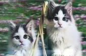 3 Boyutlu Resim  Sevimli Kediler İkili Kedi Resmi Tablosu 40x60 cm - 1