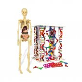 İlk Keşiflerim İnsan Anatomis 64297 - 2