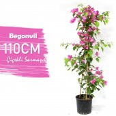Çiçek Antalya Begonvil Çiçeği Bitkisi Pembe 110 Cm - 1