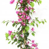 Çiçek Antalya Begonvil Çiçeği Bitkisi Pembe 110 Cm - 6