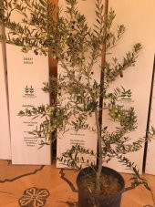 Bol meyveli SAKSIDA 4 YAŞ BODUR ARBEQUEİNEA İSPANYOL ZEYTİN FİDANI thumbnail 1