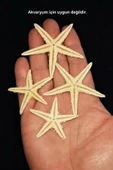 10 Adet Gerçek Deniz Yıldızı - 2