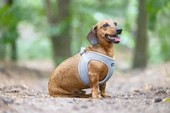 Beeztees Köpek Göğüs Tasması, Neopren, Gri, XS, 30-35cm - 5