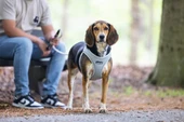 Beeztees Köpek Göğüs Tasması, Neopren,Gri, M, 41-46cm - 4