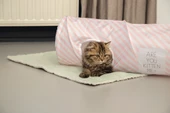 Beeztees Yavru Kedi Oyun Tüneli, 60x24x24cm thumbnail 2
