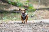 Beeztees Köpek Göğüs Tasması, Neopren, Gri, XS, 30-35cm - 6