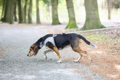 Beeztees Köpek Göğüs Tasması, Neopren,Gri, M, 41-46cm - 5