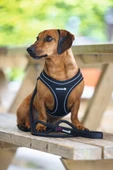 Beeztees Köpek Göğüs Tasması, Neopren, Siyah, XS, 30-35cm thumbnail 4