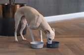 Beeztees DBL Köpek Mama Su Kabı, Mat Siyah Paslanmaz Çelik, 16cm, 940ml - 4