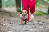 Beeztees Köpek Göğüs Tasması, Neopren, Gri, XS, 30-35cm - 8