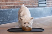 Beeztees DBL Köpek Mama Su Kabı, Dışı Masif Ahşap, Paslanmaz Çelik, 16,5cm, 650ml - 5