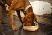 Beeztees DBL Köpek Mama Su Kabı, Dışı Masif Ahşap, Paslanmaz Çelik, 16,5cm, 650ml - 11