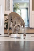 Beeztees DBL Köpek Mama Su Kabı, Mat Altın Rengi Paslanmaz Çelik, Bej Mermer Görünümlü, 22cm, 700ml - 5