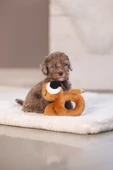 Beeztees Köpek Oyuncağı, Peluş, Kahverengi, 16x18x8,5cm - 8