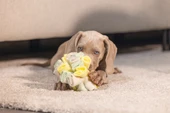 Beeztees Köpek Ödül Saklama Oyuncağı, Top, Polar, Gri/Yeşil, 13cm - 2
