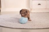 Beeztees Yavru Köpek Oyuncağı, Top, Peluş, Mavi, 10cm - 3