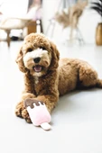 Beeztees Köpek Oyuncağı, Dondurma, Peluş, Pembe, 19x8x5cm thumbnail 2