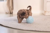 Beeztees Yavru Köpek Oyuncağı, Top, Peluş, Mavi, 10cm - 8