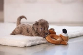 Beeztees Köpek Oyuncağı, Peluş, Kahverengi, 16x18x8,5cm - 2