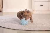 Beeztees Yavru Köpek Oyuncağı, Top, Peluş, Mavi, 10cm - 4