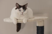 Beeztees Kedi Tırmalama ve Oyun Evi, Krem, 50x50x123cm thumbnail 12