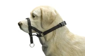Beeztees Köpek Eğitim Tasması, Baş Kontrollu, Siyah, S - 1