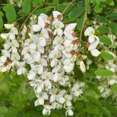Top Akasya Ağacı 2 metre Robinia Pseudoacacia Umbraculifera - 1