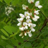 Top Akasya Ağacı 2 metre Robinia Pseudoacacia Umbraculifera - 2