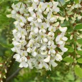Top Akasya Ağacı 2 metre Robinia Pseudoacacia Umbraculifera - 3