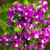 Poligala Çiçeği - Süt Otu 35 cm Polygala Myrtifolia - 1