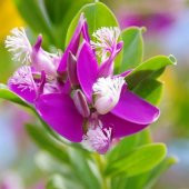 Poligala Çiçeği - Süt Otu 35 cm Polygala Myrtifolia - 2
