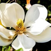 Manolya Ağacı 50 cm Magnolia Grandiflora - 3