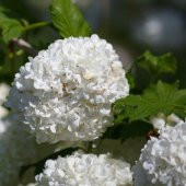 Çınar Kartopu Çiçeği 75 cm Viburnum Opulus - 1