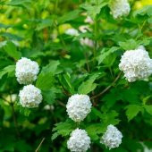 Çınar Kartopu Çiçeği 75 cm Viburnum Opulus - 3