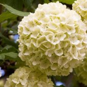 Çınar Kartopu Çiçeği 75 cm Viburnum Opulus - 4