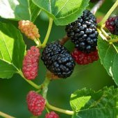 Ekşi Karadut Fidanı Rubus İdaeeus 40 cm - 1