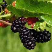 Ekşi Karadut Fidanı Rubus İdaeeus 40 cm - 2