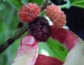Ekşi Karadut Fidanı Rubus İdaeeus 40 cm - 4