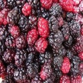Ekşi Karadut Fidanı Rubus İdaeeus 40 cm - 5
