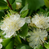 Mersin Fidanı Murt 80 cm Myrtle Myrtus Communis - 2